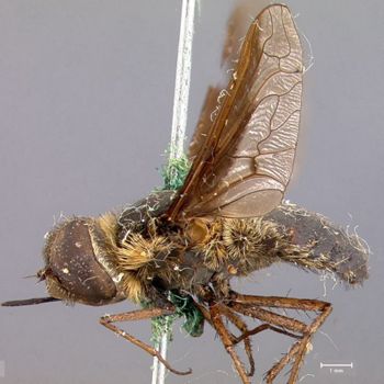Media type: image;   Entomology 12644 Aspect: habitus lateral view